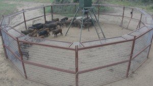 wireless_traps_hogs_trinity_river_dallas